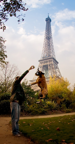 Dog in Paris in front of Eiffel Tower