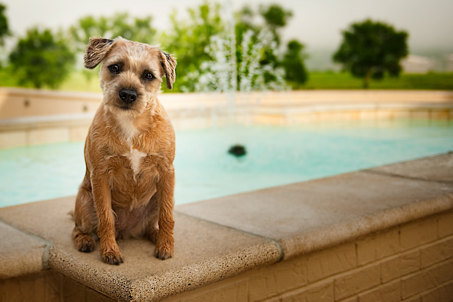 Border Terrier Portrait by fountain- Louisville, kentucky