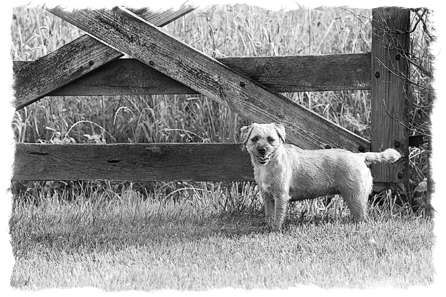Border Terrier Portrait, Louisville Kentucky