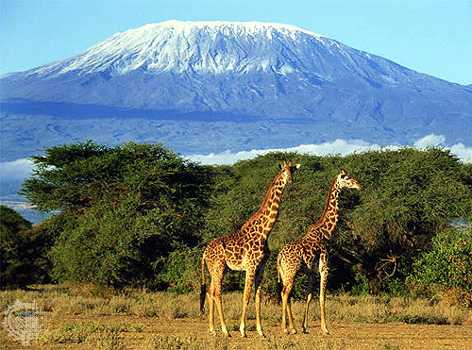 Mount Kilimanjaro- in the distance