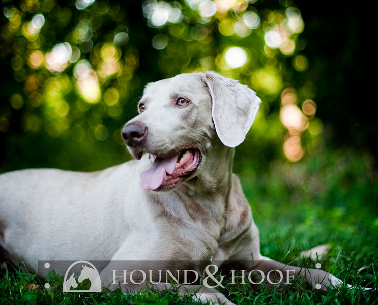 gailen-dog-photography-louisville