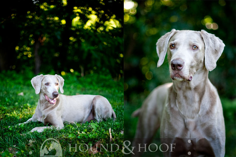 gailen-louisville-kentucky-dog-portrait