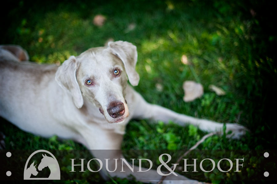 gailen-weim-dog-portrait-louisville