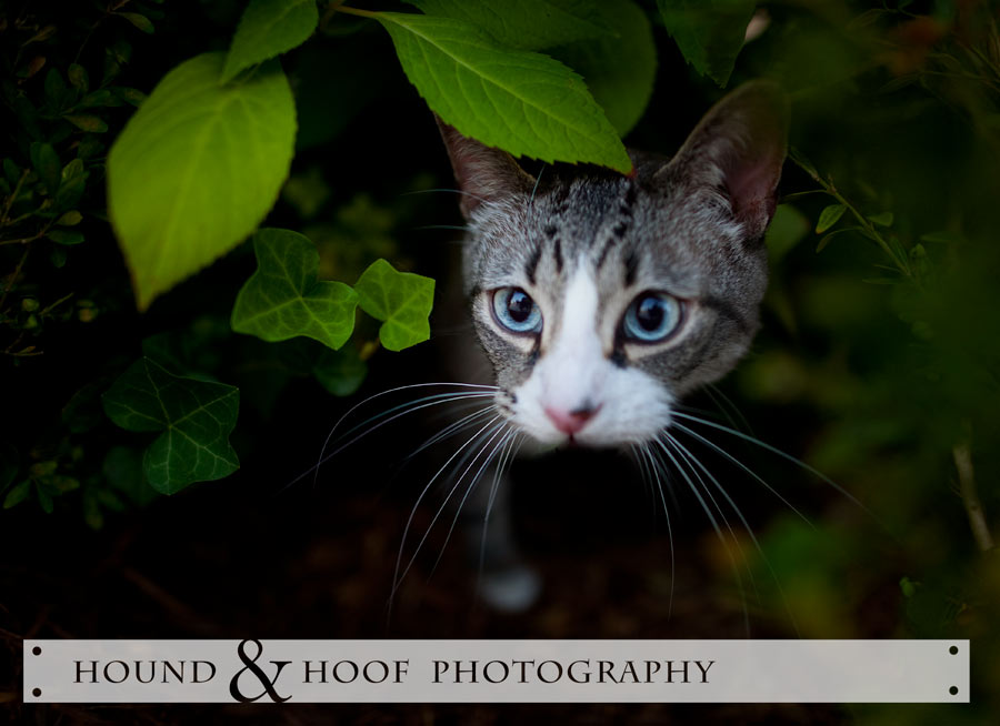 louisville-cat-portrait