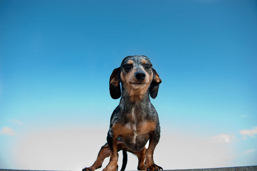 sparky-adorable-dog-portrait