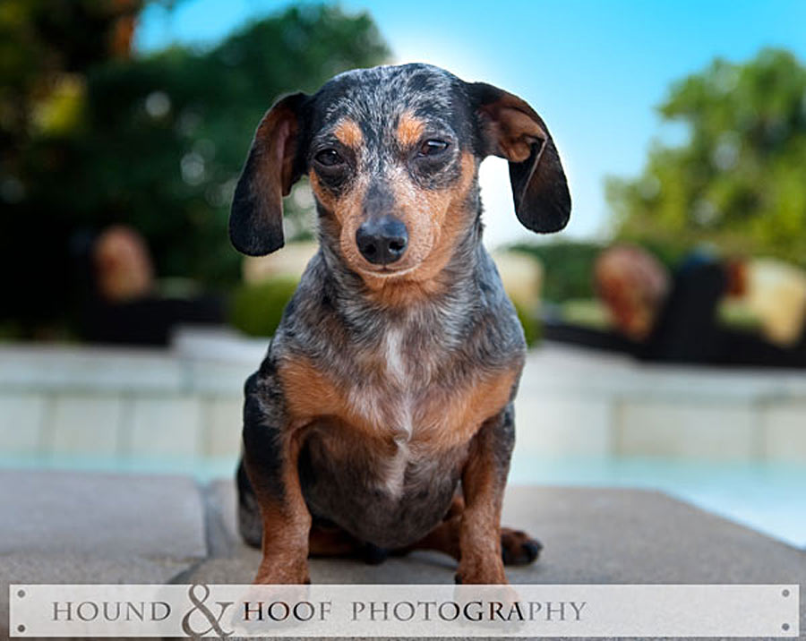 sparky-louisville-dog-portrait