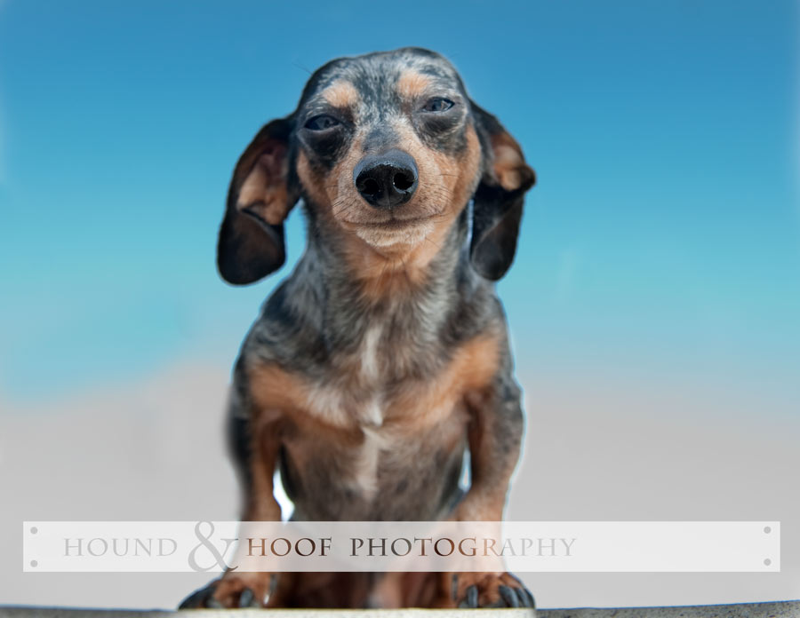 sparky-lousville-dog2