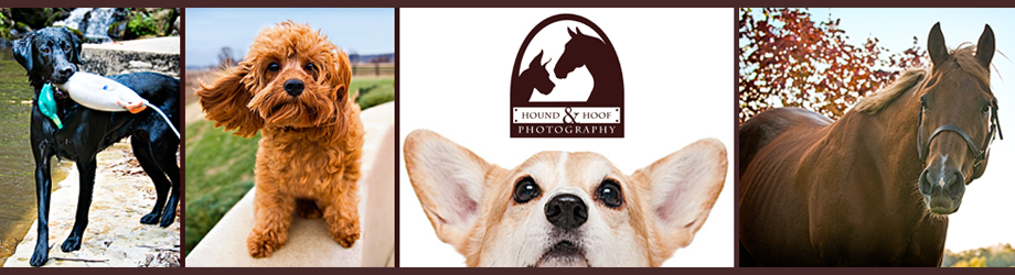Hound and Hoof Pet Photography Louisville Blog header